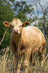 Blond beef calf standing in tall grass on summer pasture