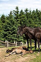 Rocky Mountain Horse mare and foal