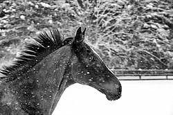 Portrait of horse in snow