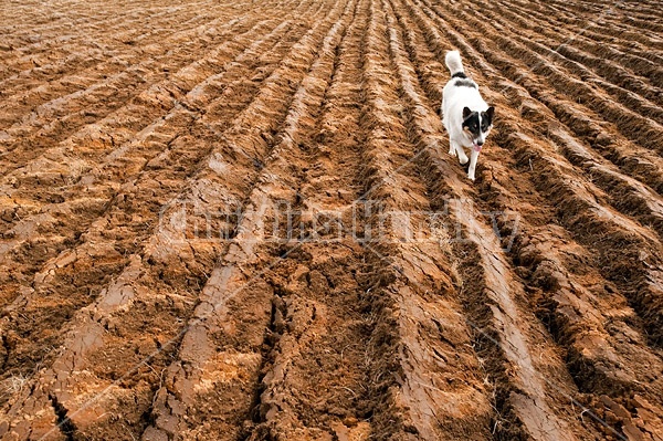 Farm dog in newly plowed field