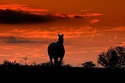 Horse silhouette against bright red evening sky