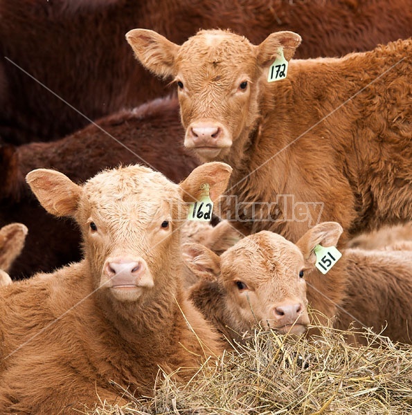 Three Calf Faces