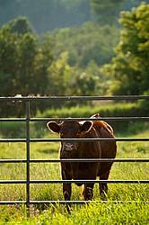Beef Heifer in Pasture