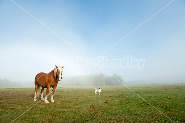 Chestnut horse standing in field with a dog in the fog