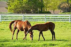 Quarter horse mare and foal