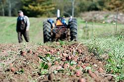 Digging potatoes on a small family farm