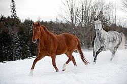 Dapple gray horse and bay horse galloping in deep snow