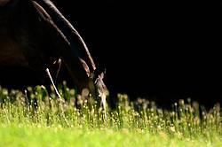 Dark bay horse grazing in pasture. Sidelit by setting sun