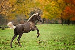 Rocky Mountain Horse foals