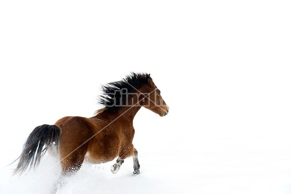 Young Bay Rocky Mountain Horse