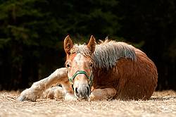 Young Belgian Horse Lying Down