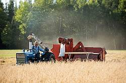 Farmer combining oats with a tractor and pull behind combine