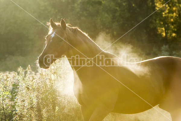 Protrait of Thoroughbred horse