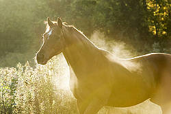 Protrait of Thoroughbred horse