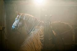 Belgian draft horse standing inside barn