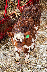 Baby beef calf standing outside in the snow