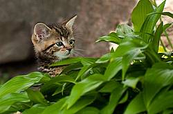 Young baby calico kitten playing in flower garden