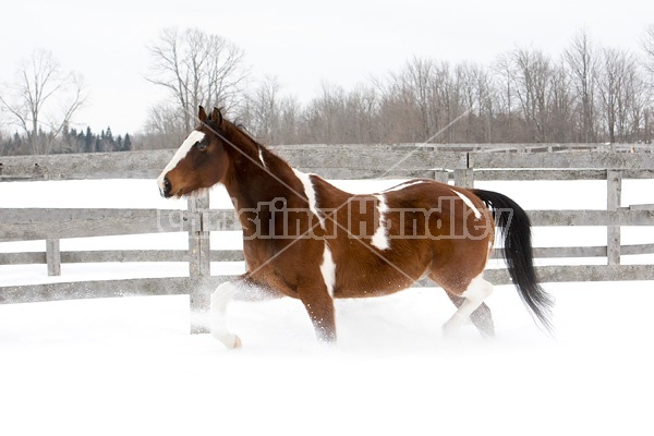 Paint horse runing through deep snow