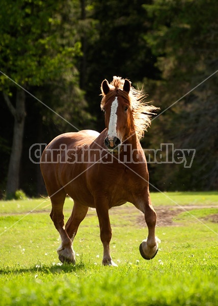 Belgian draft horse gelding trotting around a field