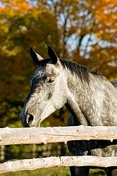 Dappled gray horse looking over rail fence