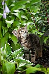 Young baby kitten in garden