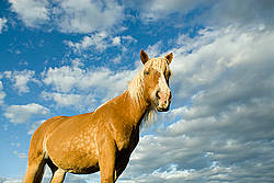 Belgian draft horse against blue sky with clouds.