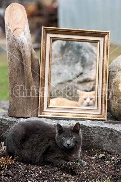 Looking at a cat through a picture frame that is sitting in the garden 