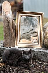 Looking at a cat through a picture frame that is sitting in the garden 