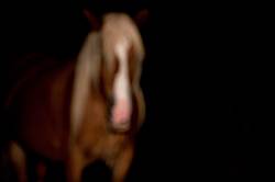 Photo of an out of focus horse
