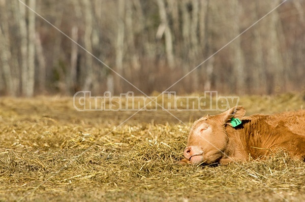 Young beef calf sound asleep on loose hay outside on an early spring day.