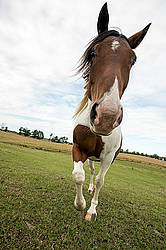 Paint horse in field