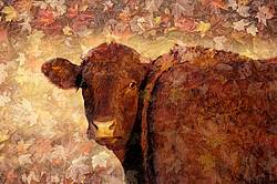 Angus beef cow