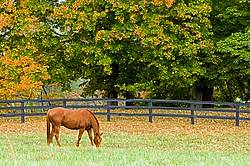 Horse grazing on autumn pasture