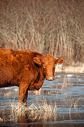Beef cow drinking out of pond