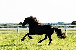 Friesian stallion