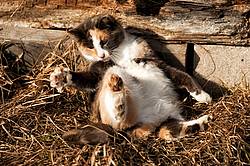 Calico barn cat playing outside