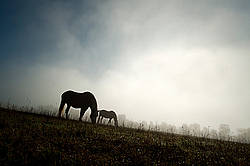 Two horses grazing in field in early morning light.