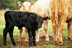 Newborn Black Angus beef calf