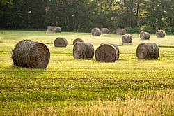 Photo of round bales of hay sitting in field