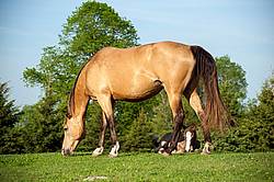 Young Rocky Mountain Horse foal and mare.