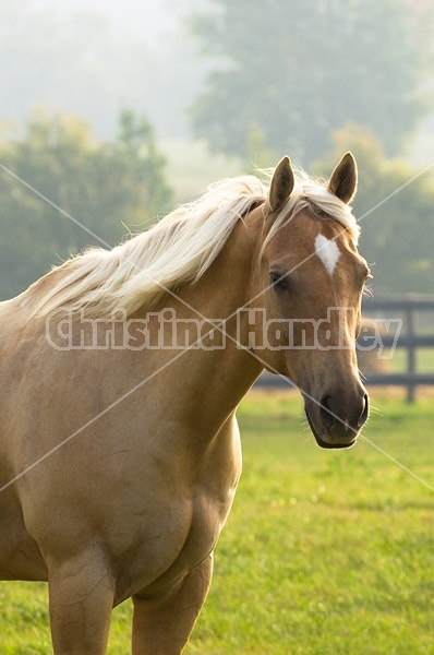 Palomino Quarter horse gelding