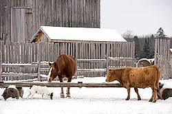 Belgian draft horse and Charolias cross cow in barnyard