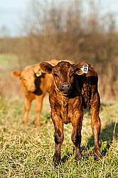 Baby Beef Calves