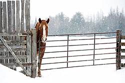 Belgian Draft Horse in Winter