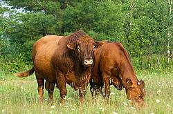 Red Angus bull standing with cow in field. 