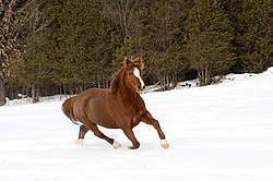 Single horse galloping through deep snow