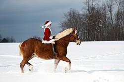 Mrs. Claus riding a Belgian draft horse bareback