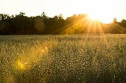 Field of oats in the setting sun