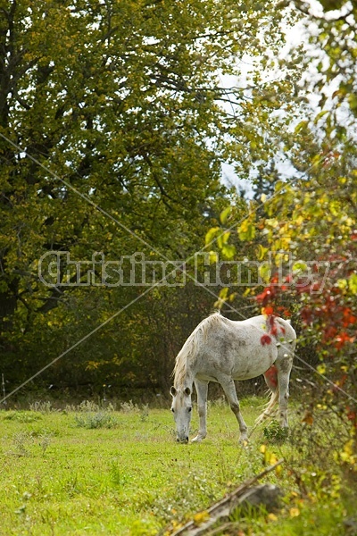 Grey horse grazing on autumn pasture