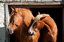 Two Belgian Draft horses standing in a barn door.